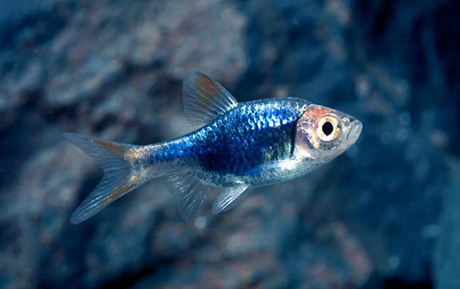Purple Harlequin Rasbora