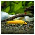 Gold Algae Eater