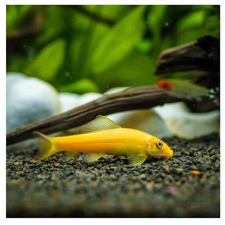 Gold Algae Eater